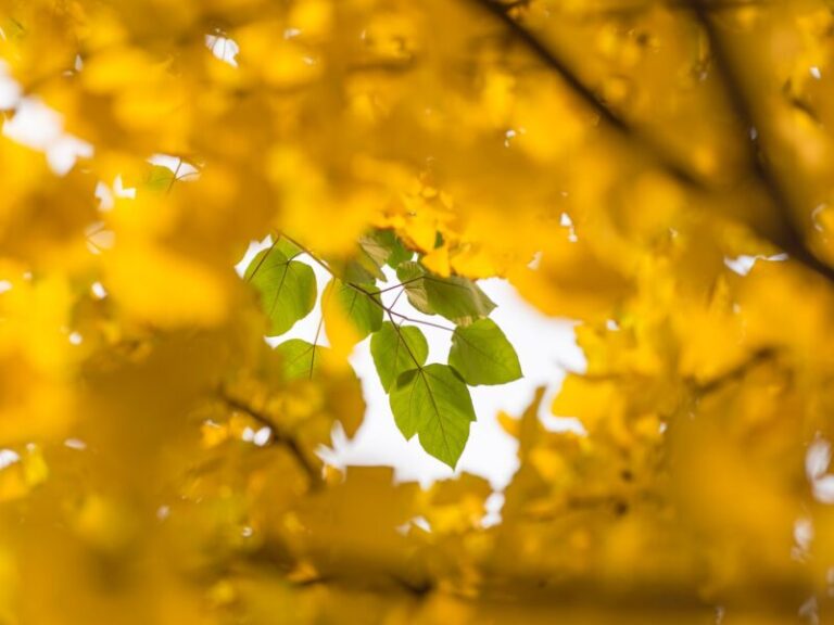 Birinin Makulü, Başkasının Kabusu: Makul Merkez İddiaları