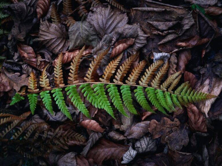 Kim NATOcu, kim Rusçu?