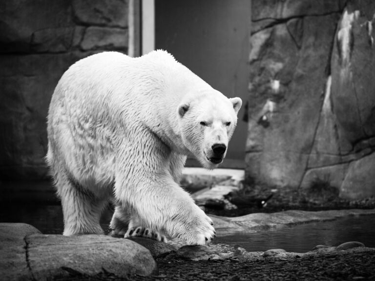 Siyasal İletişimde “Beyaz Ayı” Üretebilmek