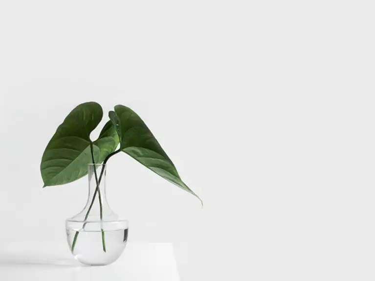 Bir Sürdürülebilir Yaşam Felsefesi: Gönüllü Sadelik